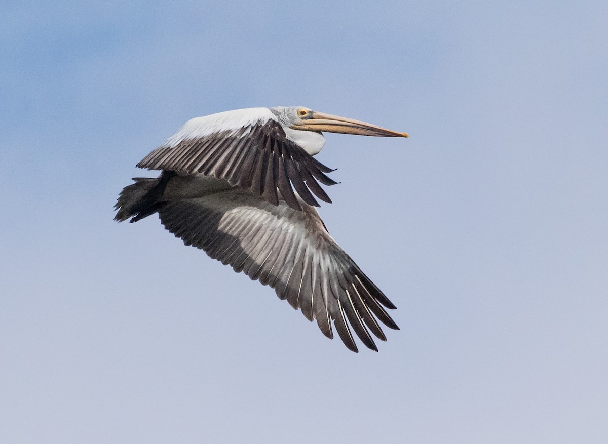 Hint Pelikanı - ML646339597