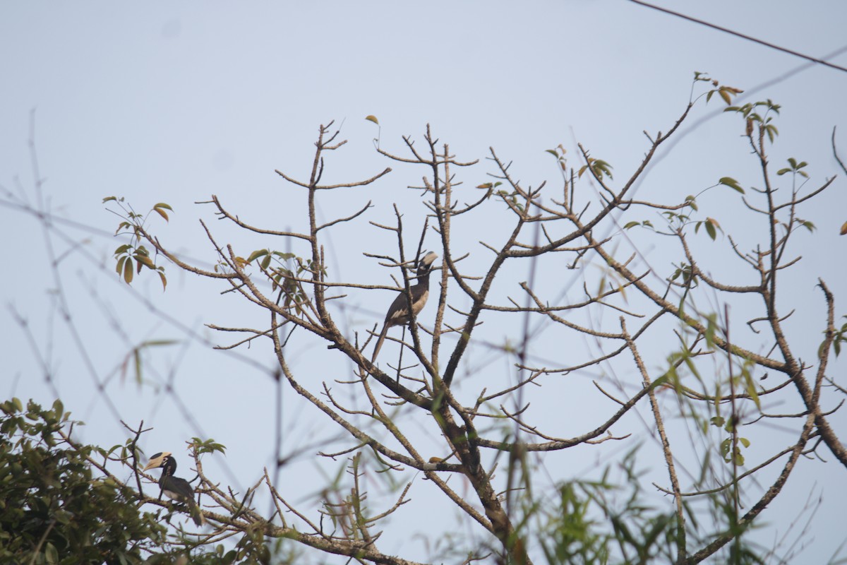 Malabar Pied-Hornbill - ML646339599
