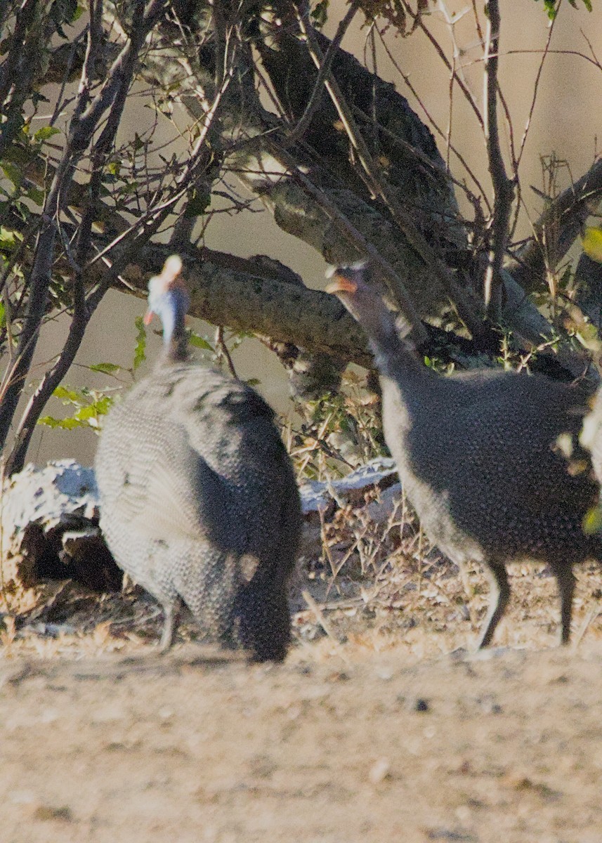 Helmeted Guineafowl (Tufted) - ML646339600