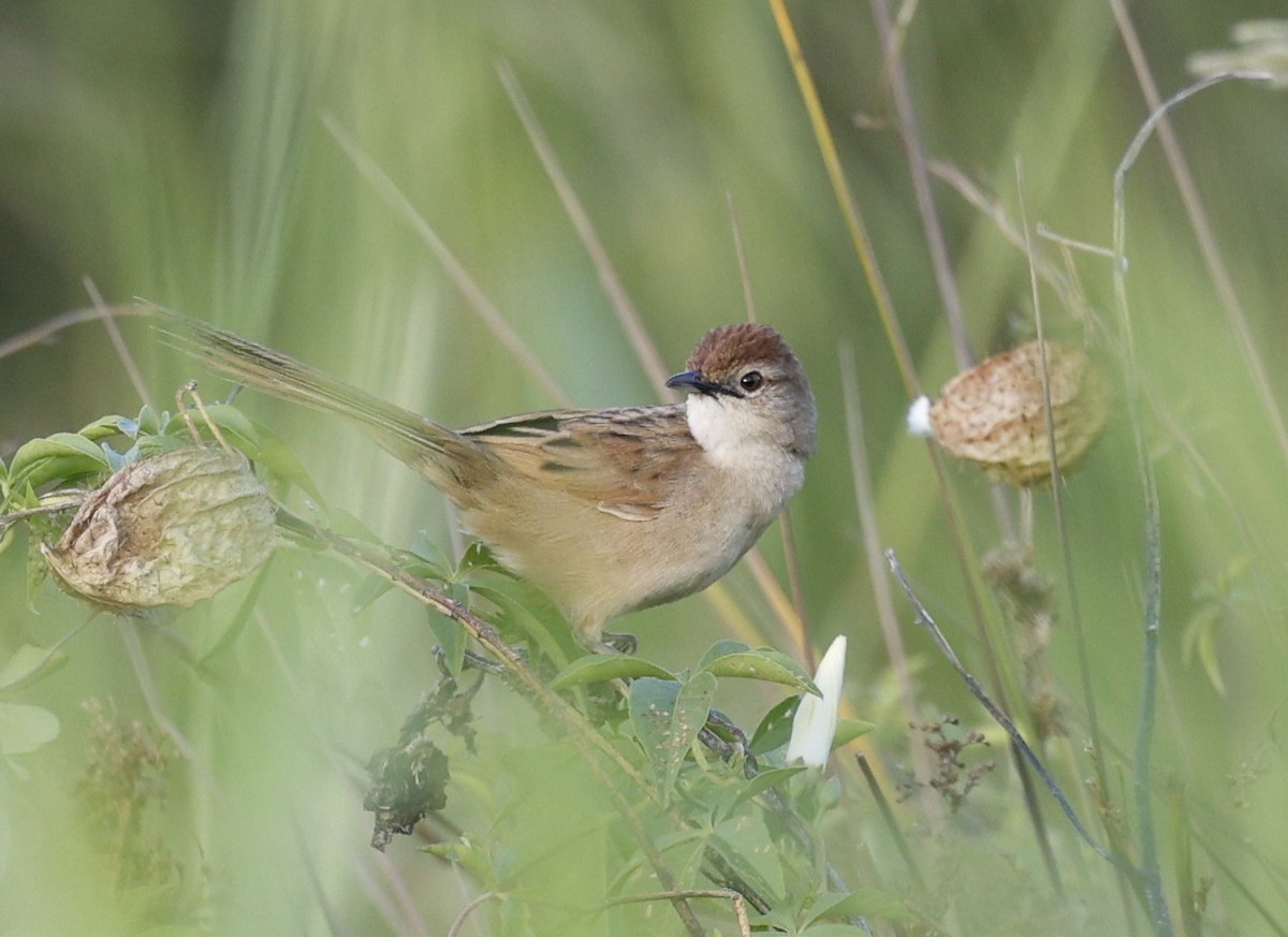 Tawny Grassbird - ML646339602