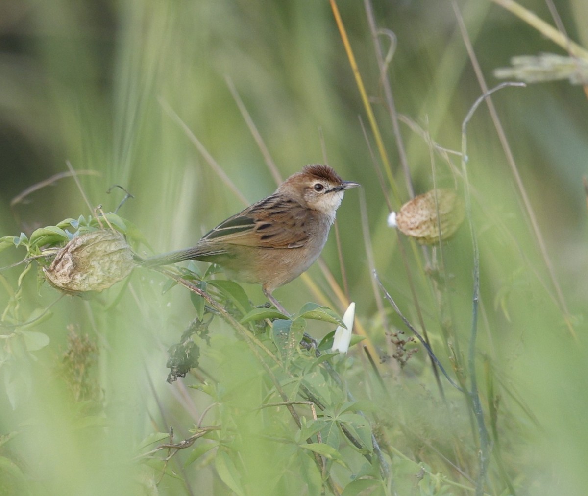 ズアカオオセッカ - ML646339603