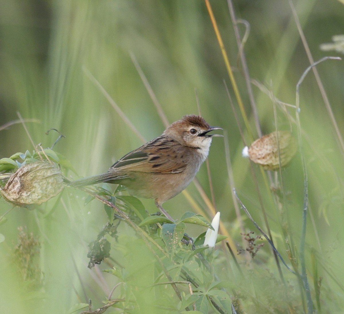 ズアカオオセッカ - ML646339604