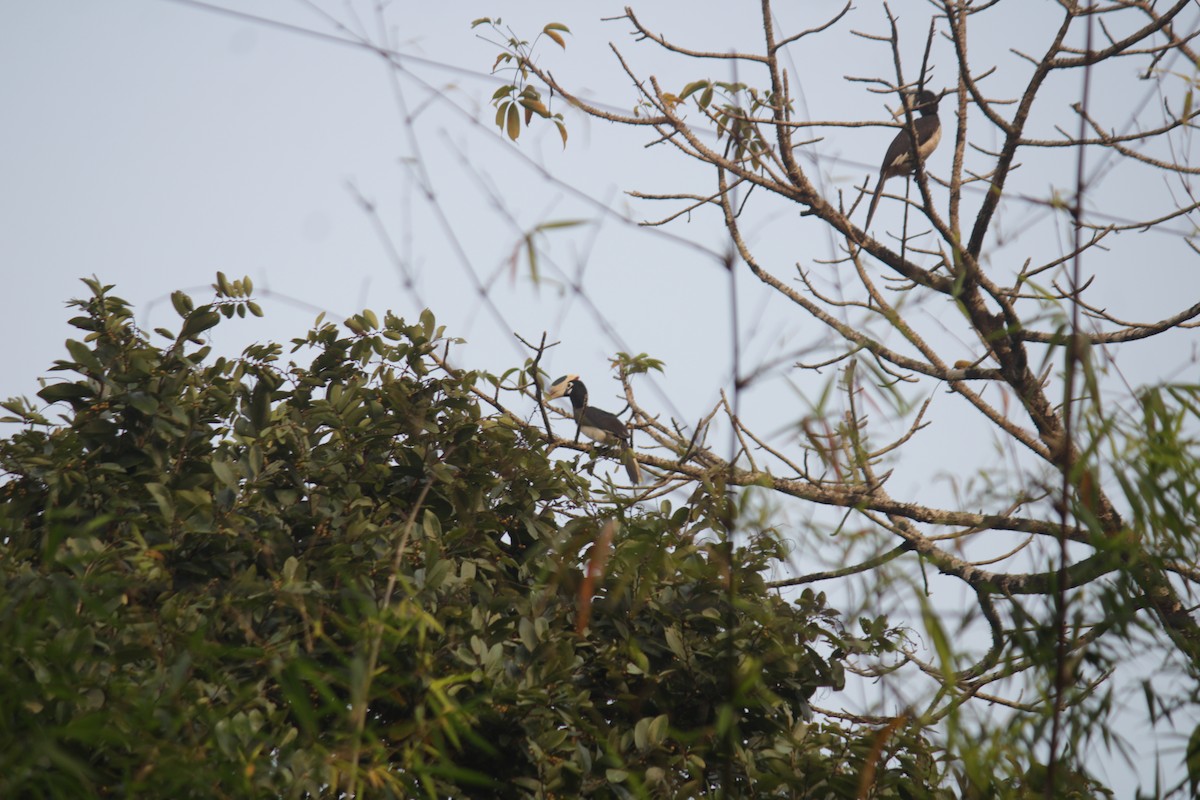 Malabar Pied-Hornbill - ML646339607