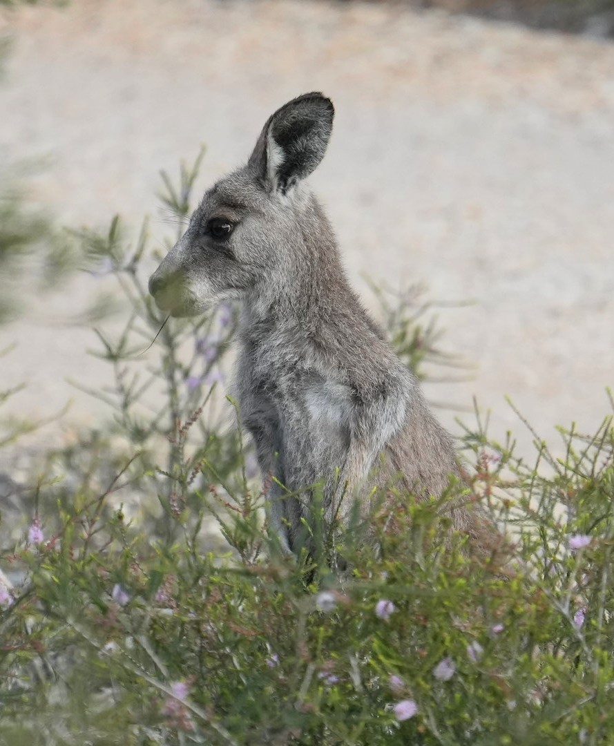 Animals - ML646339608