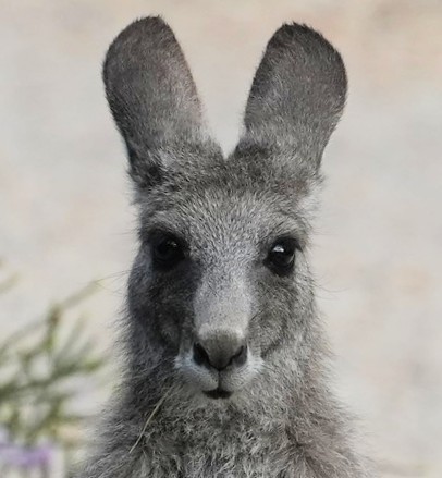 Animals - ML646339609