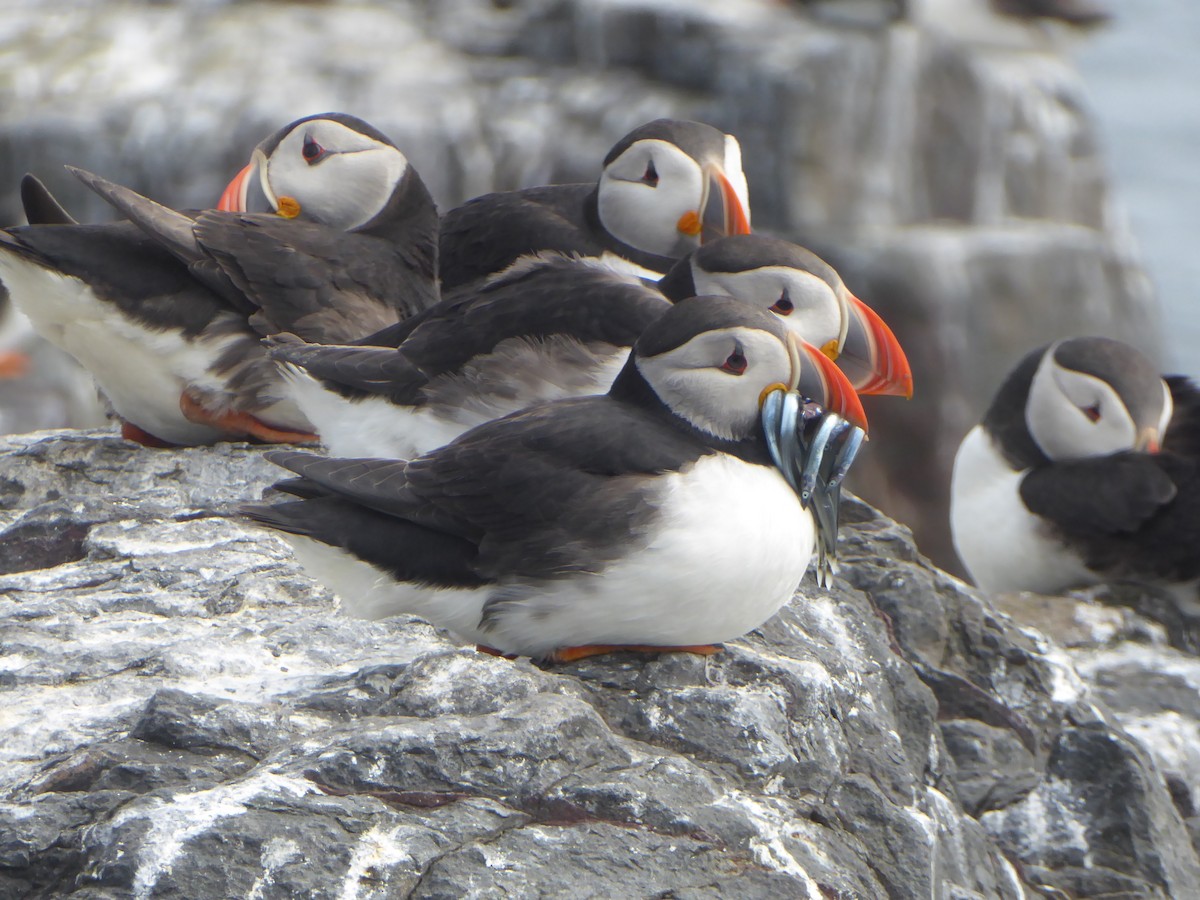 Atlantic Puffin - ML646339610
