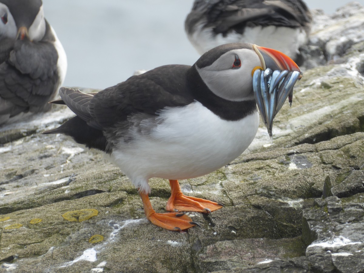 Atlantic Puffin - ML646339611