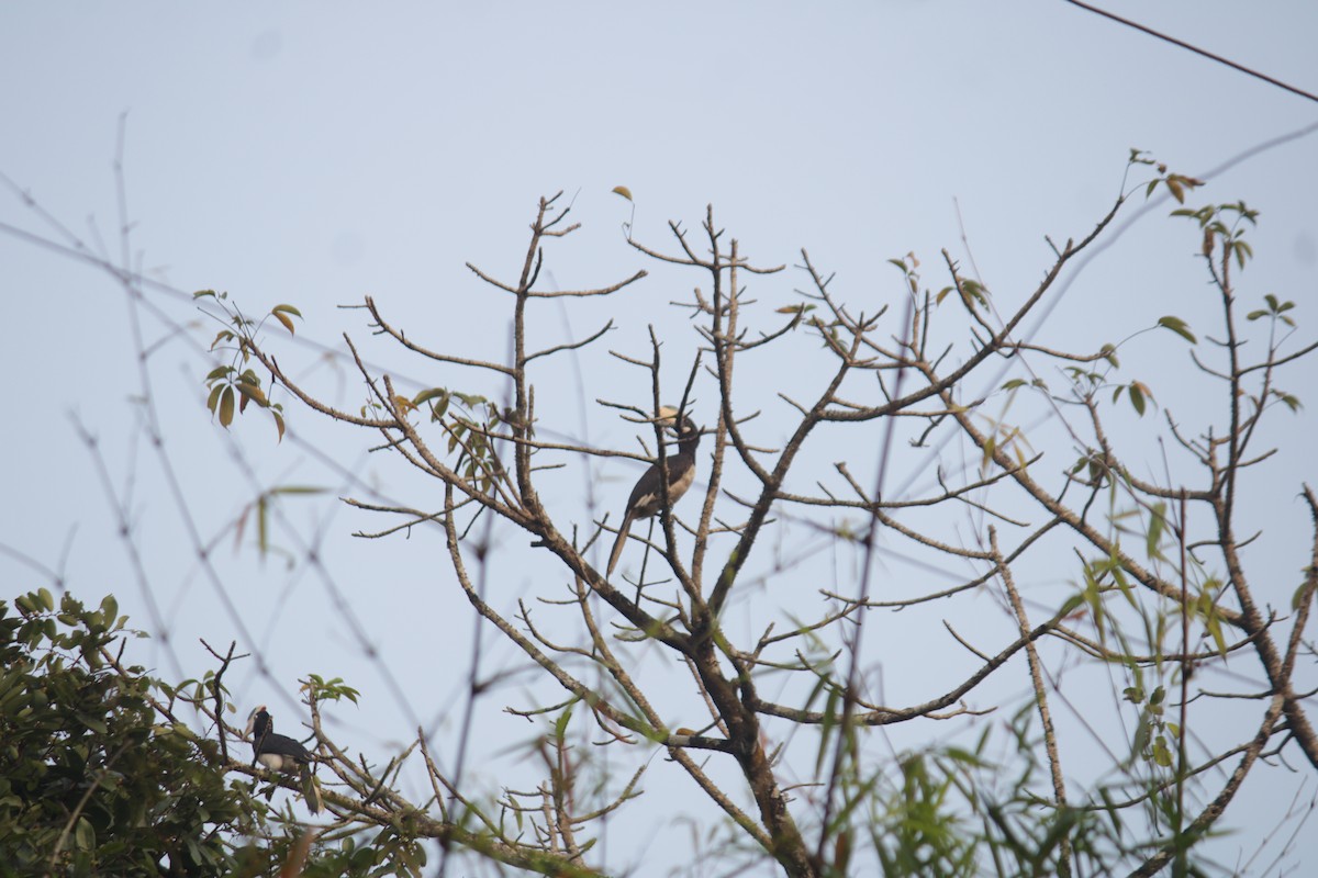 Malabar Pied-Hornbill - ML646339612