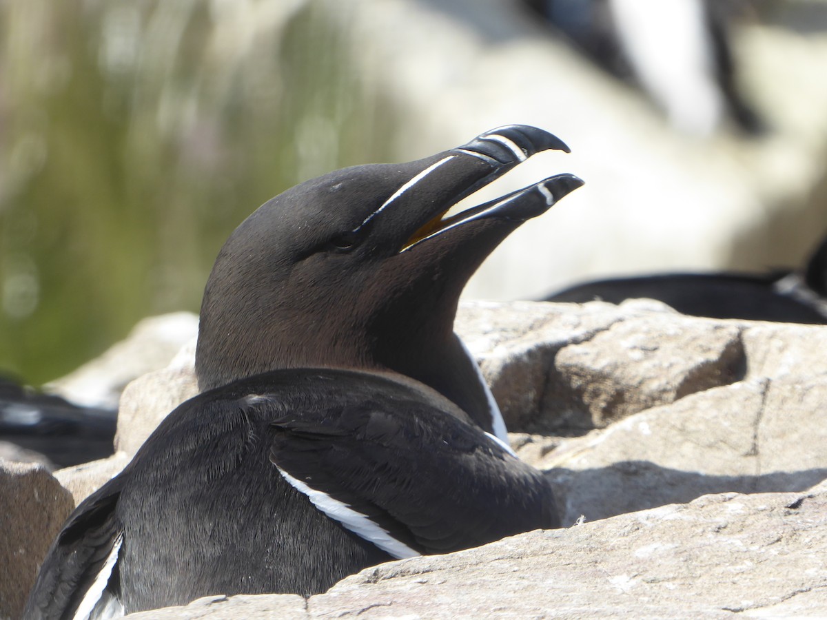 Razorbill - ML646339613