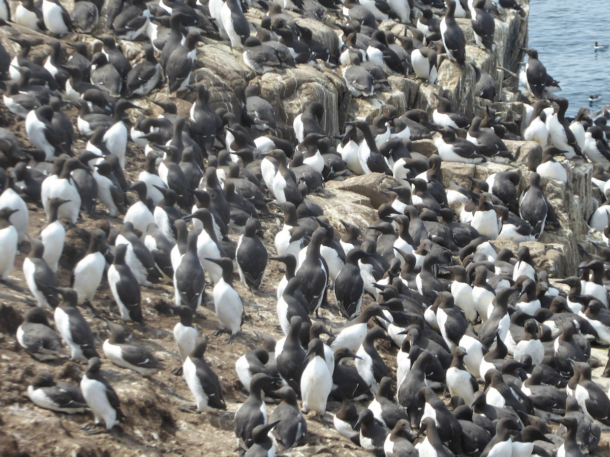 Common Murre - ML646339617