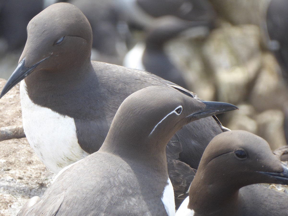 Common Murre - ML646339618