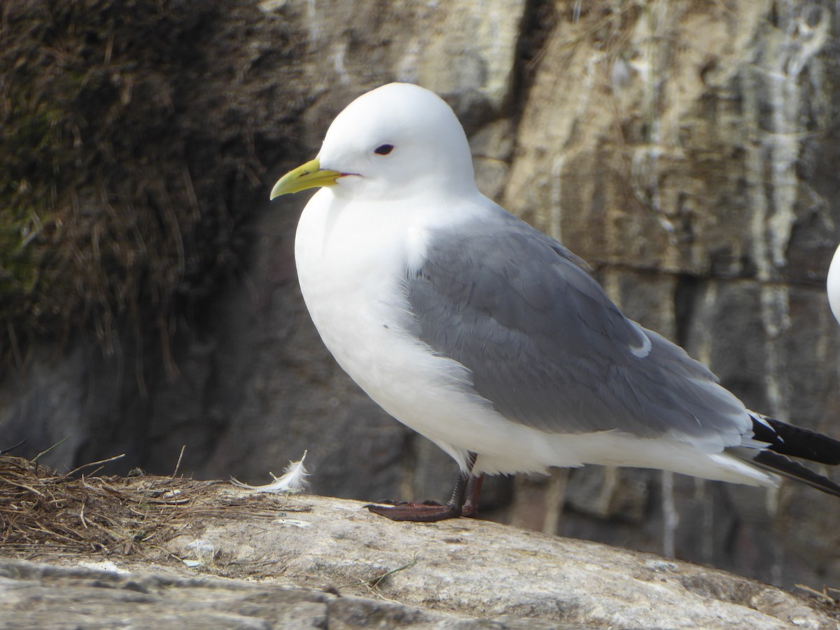Black-legged Kittiwake - ML646339620