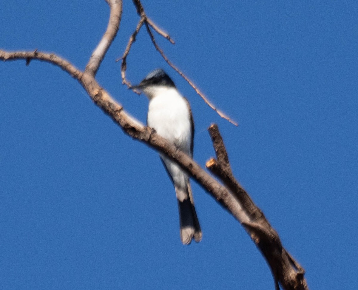 Restless Flycatcher - ML646339621
