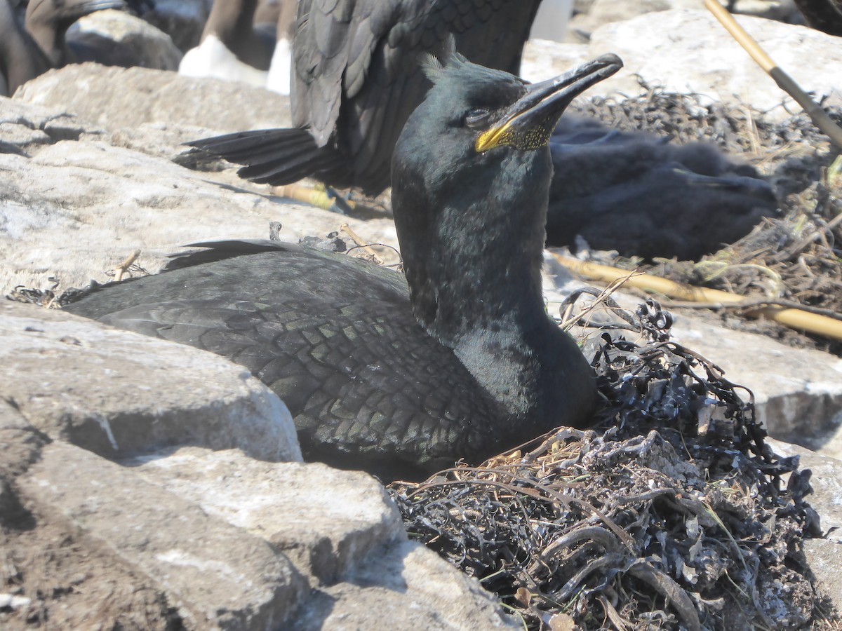 European Shag - ML646339623