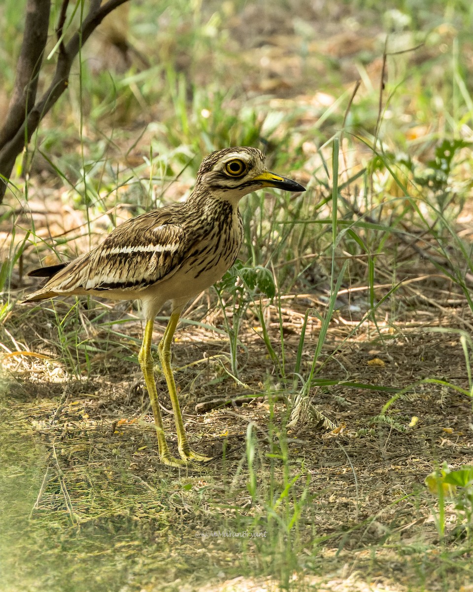 Indian Thick-knee - ML646339626