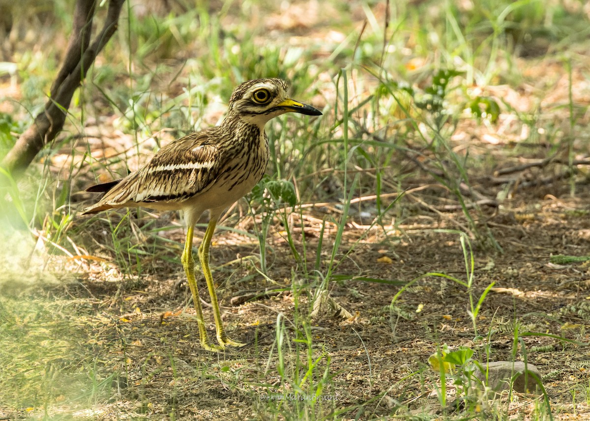 Indian Thick-knee - ML646339627