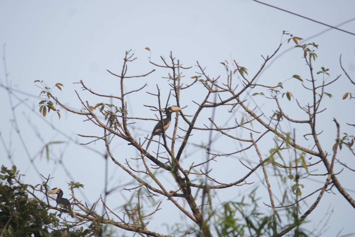 Malabar Pied-Hornbill - ML646339636