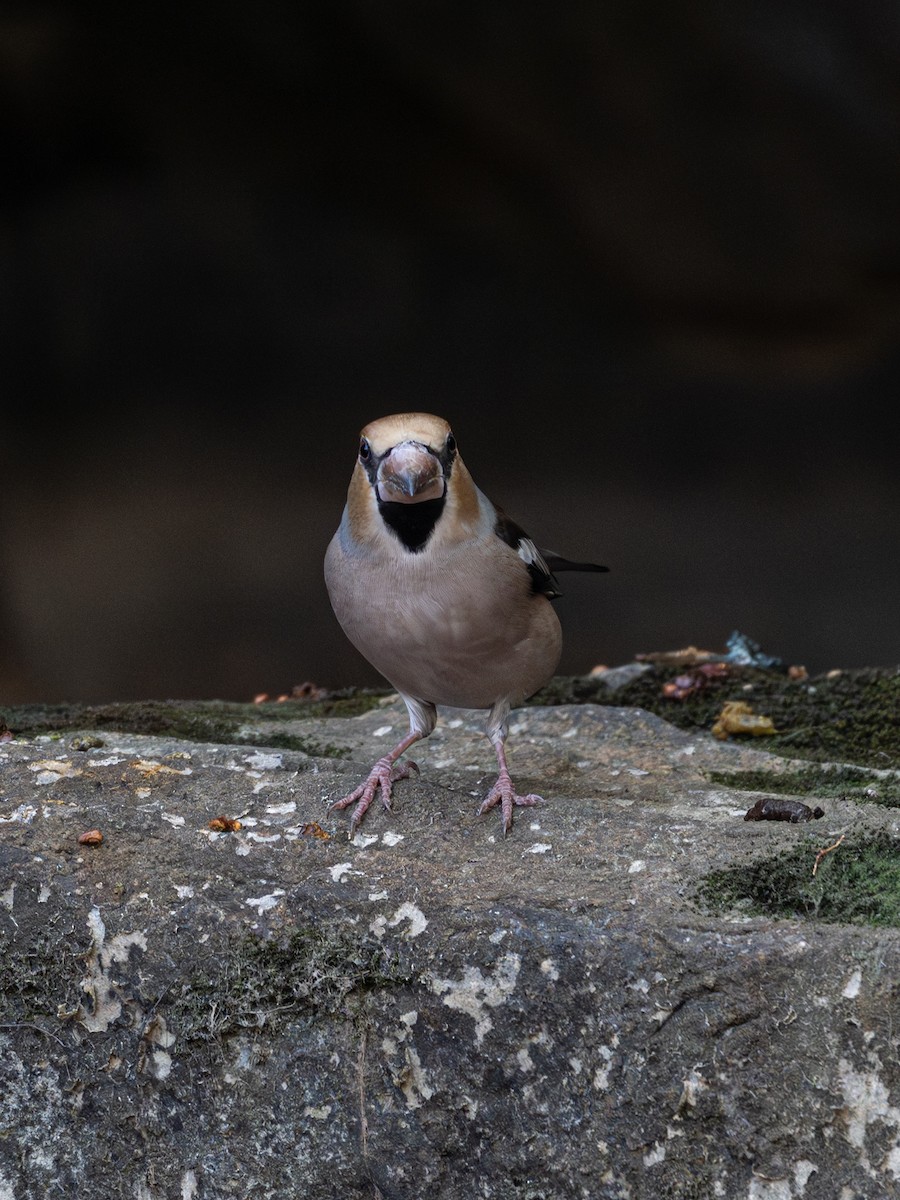 Frosone - ML646339655