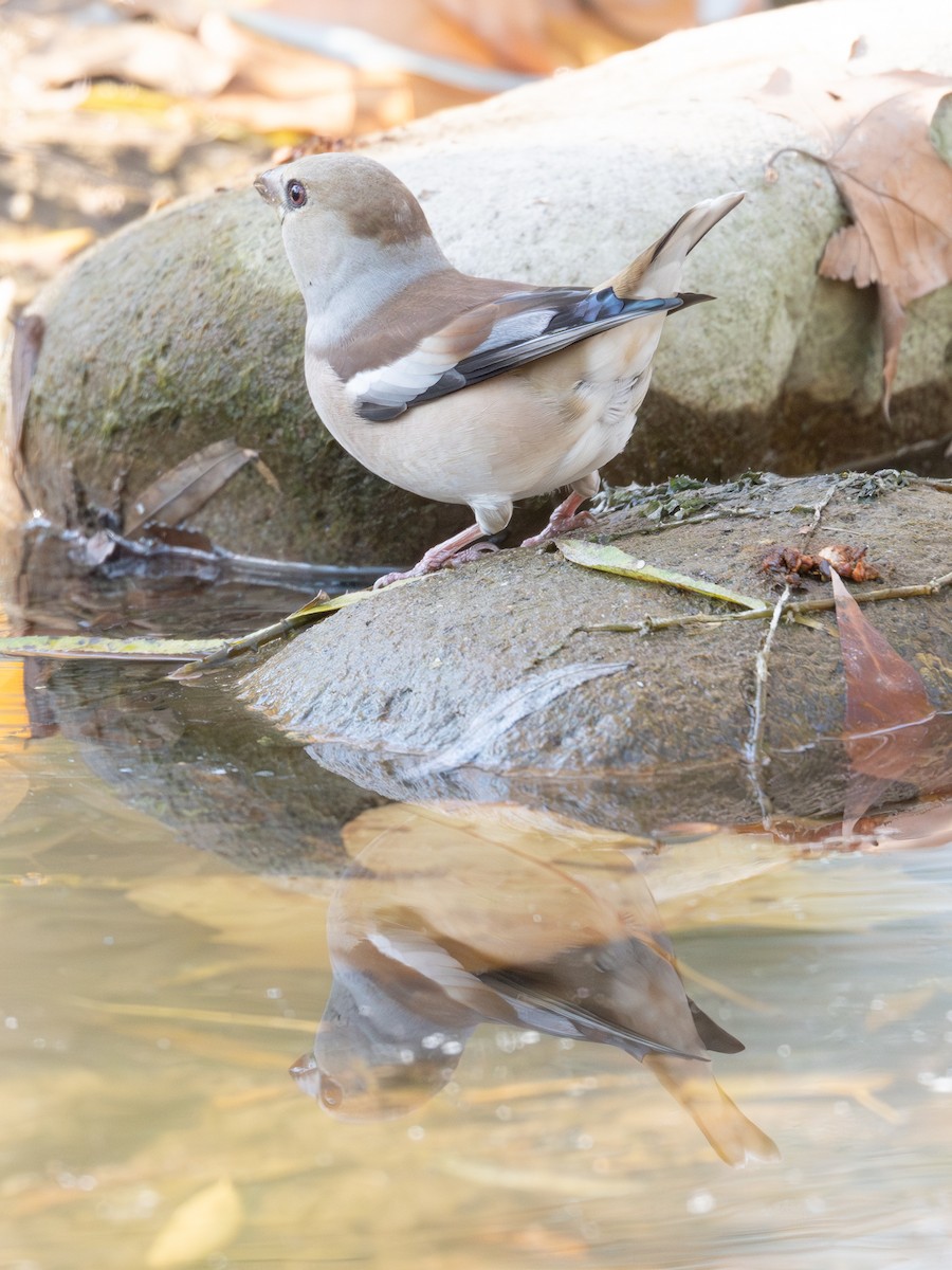 Frosone - ML646339656