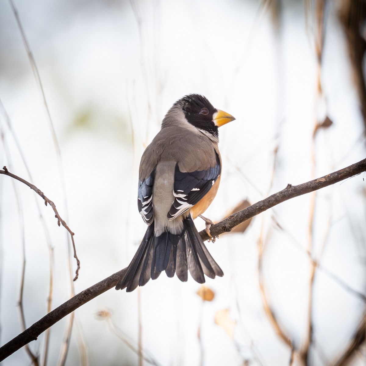 Yellow-billed Grosbeak - ML646339657