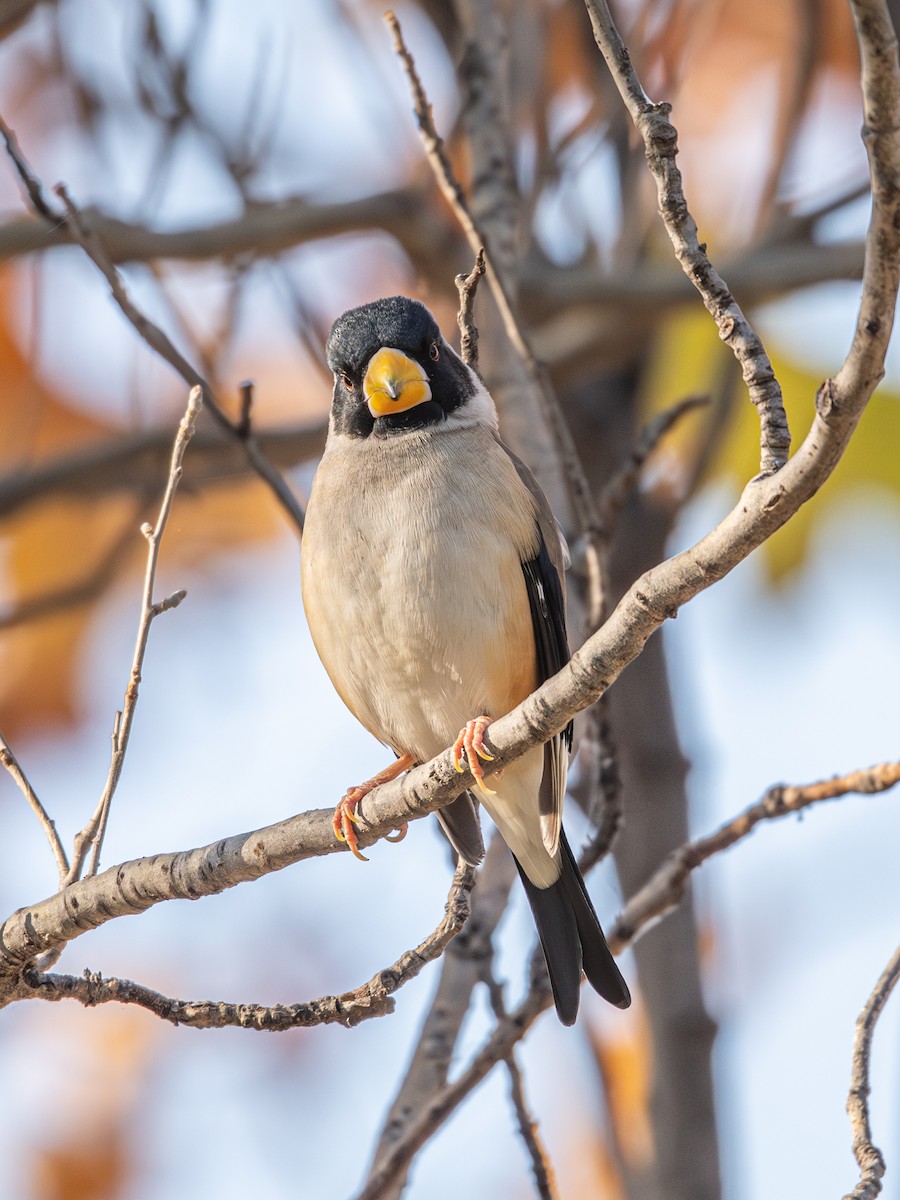 Yellow-billed Grosbeak - ML646339658