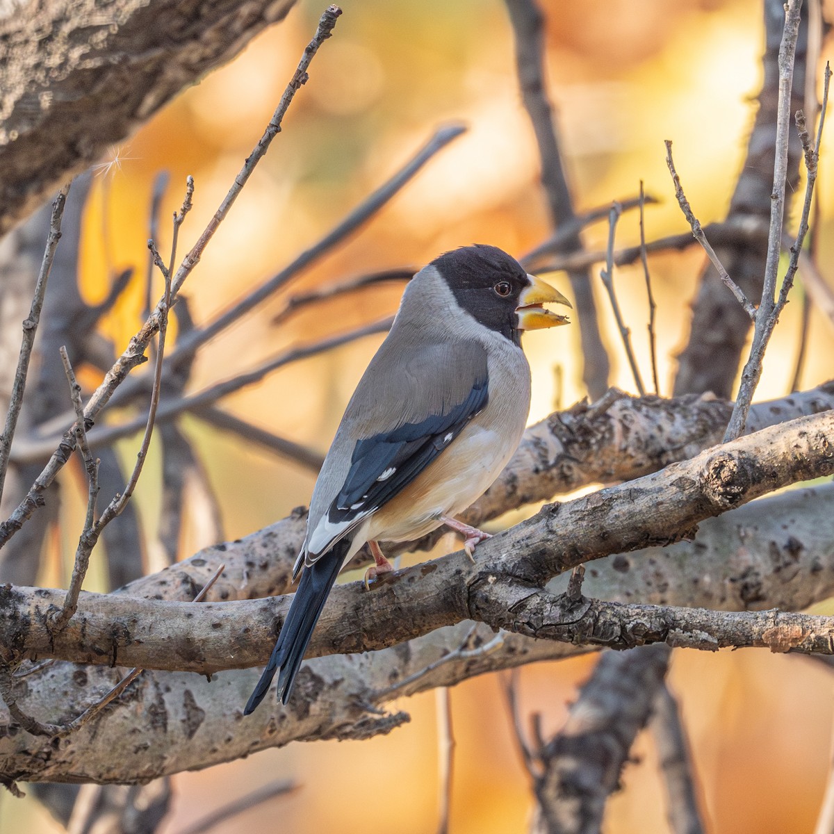 Yellow-billed Grosbeak - ML646339659