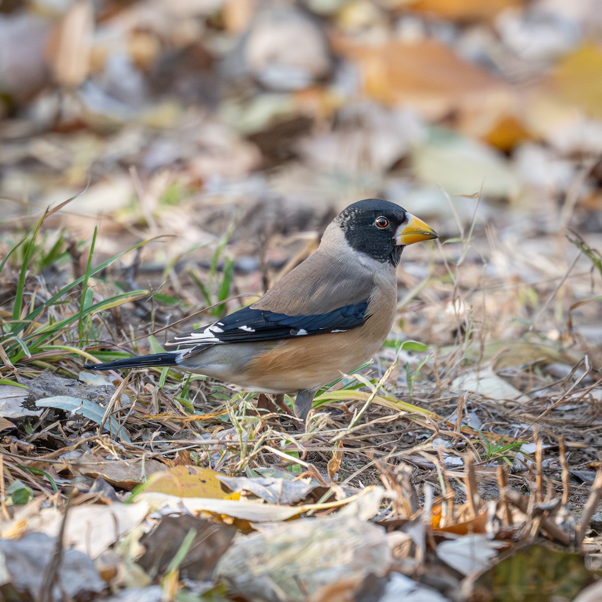 Yellow-billed Grosbeak - ML646339660
