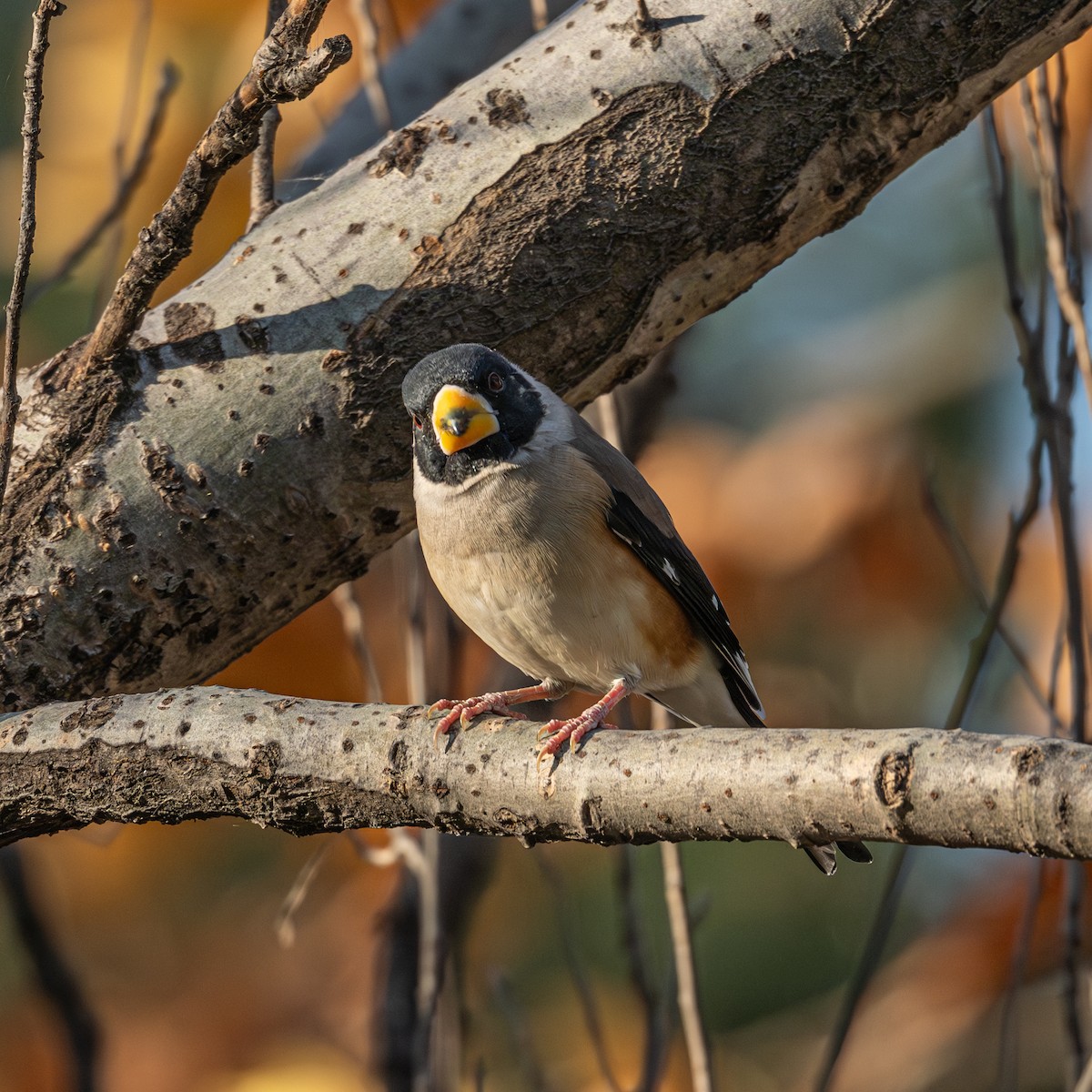Yellow-billed Grosbeak - ML646339661