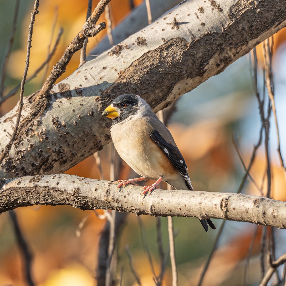 Yellow-billed Grosbeak - ML646339662