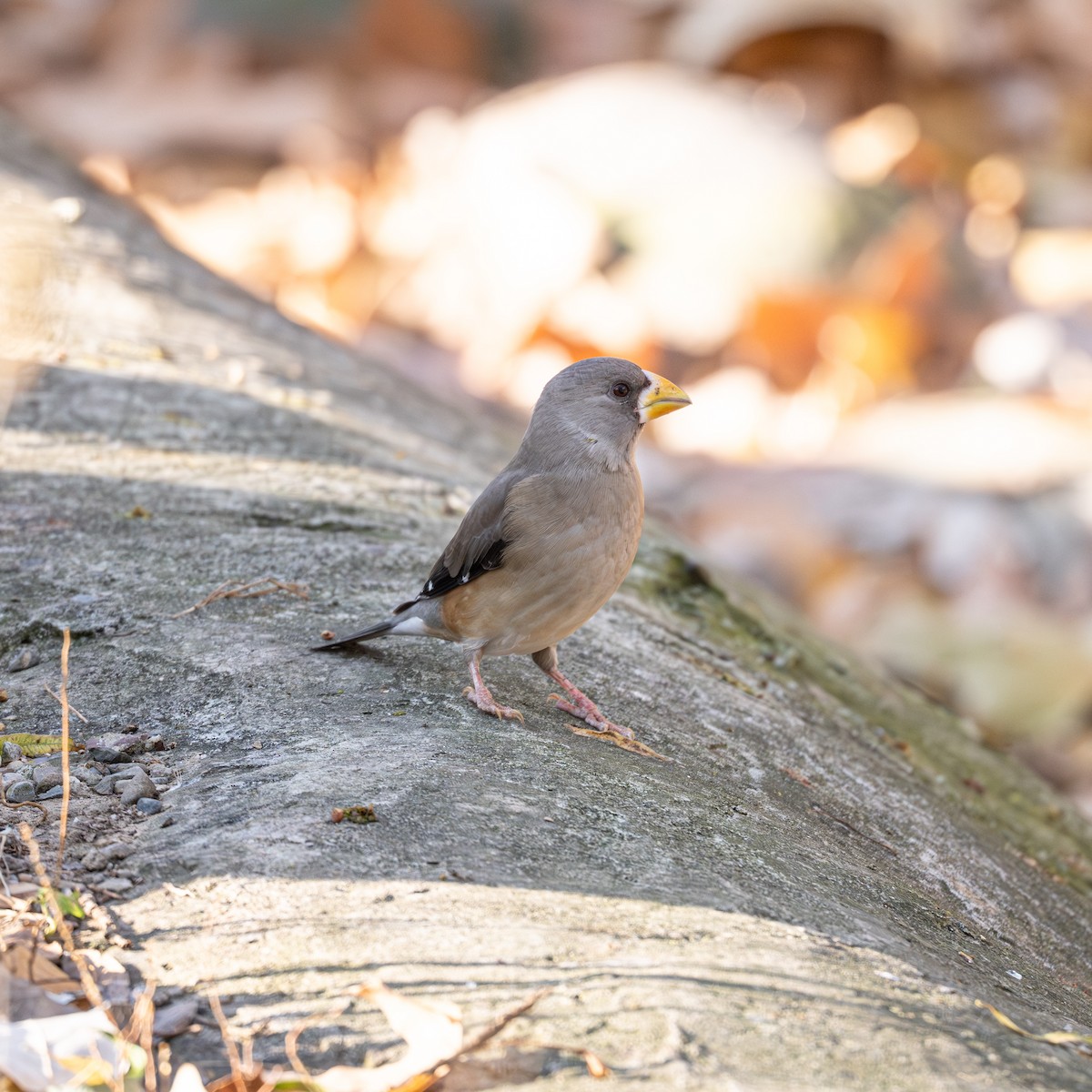 Yellow-billed Grosbeak - ML646339663