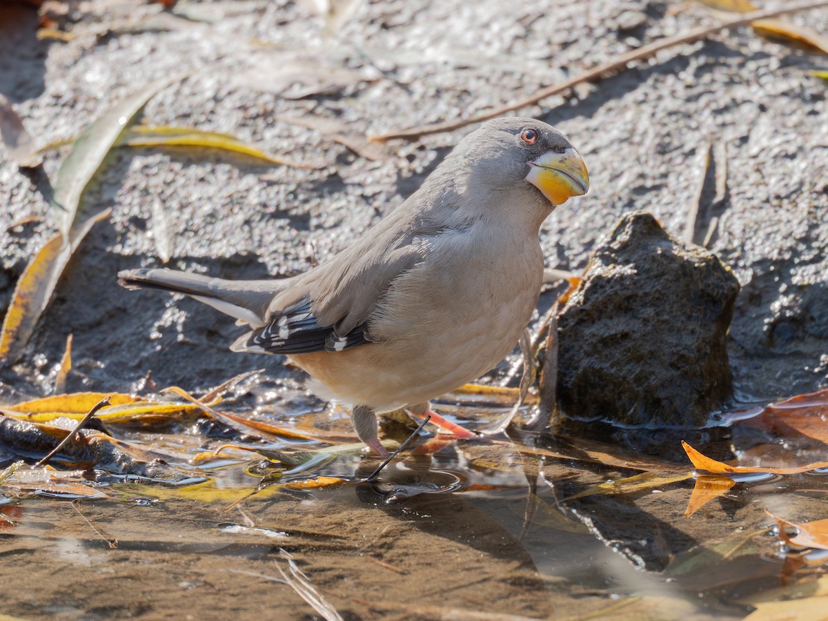 Yellow-billed Grosbeak - ML646339664