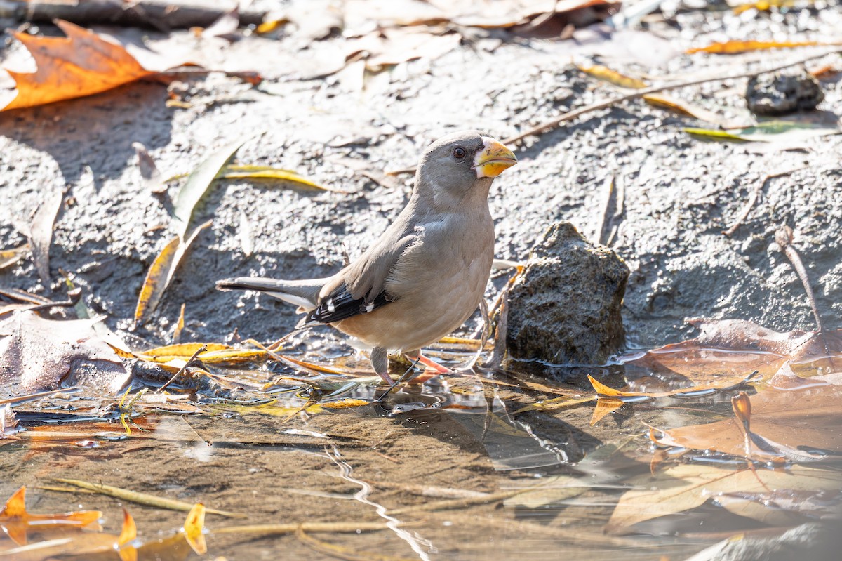 Yellow-billed Grosbeak - ML646339665