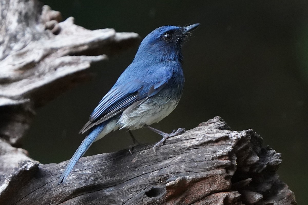 White-bellied Blue Flycatcher - ML646339666