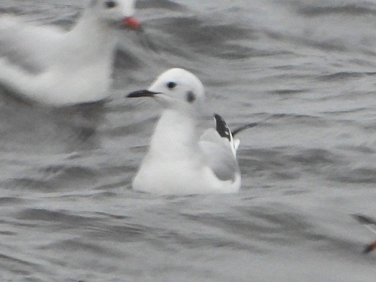 Bonaparte's Gull - ML646339667