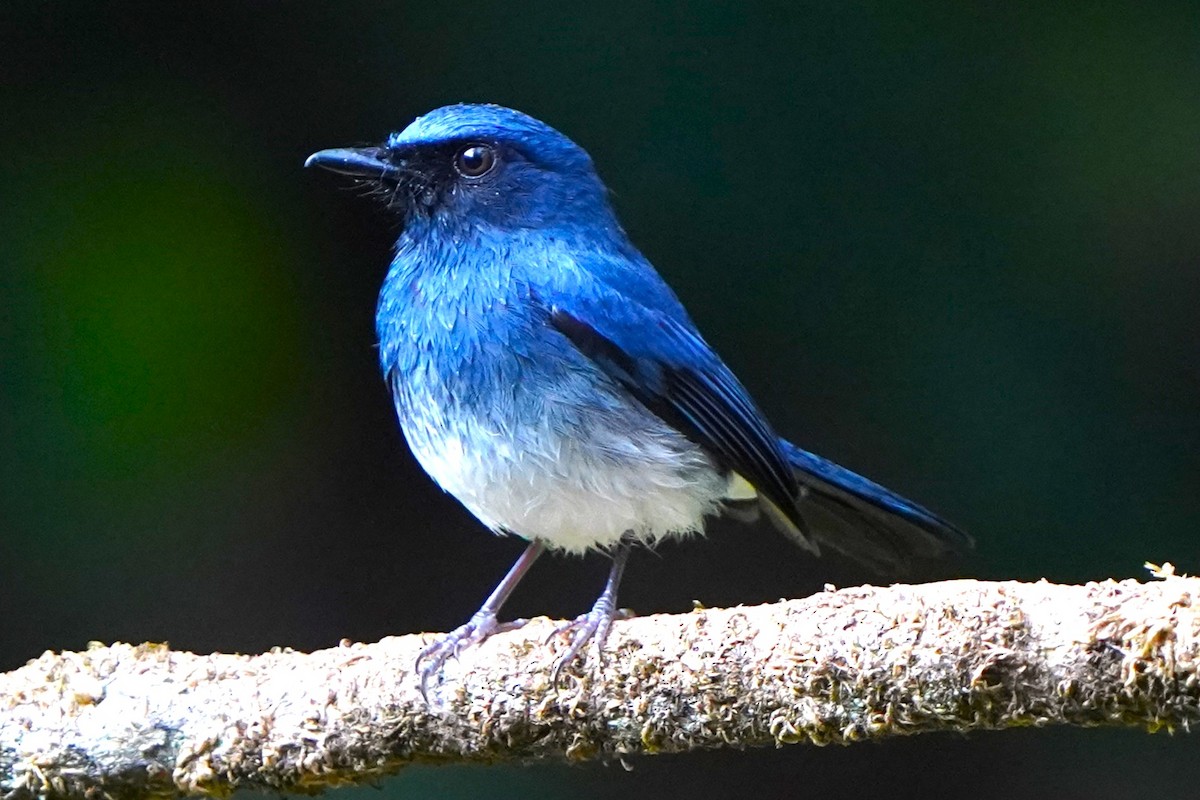 White-bellied Blue Flycatcher - ML646339668