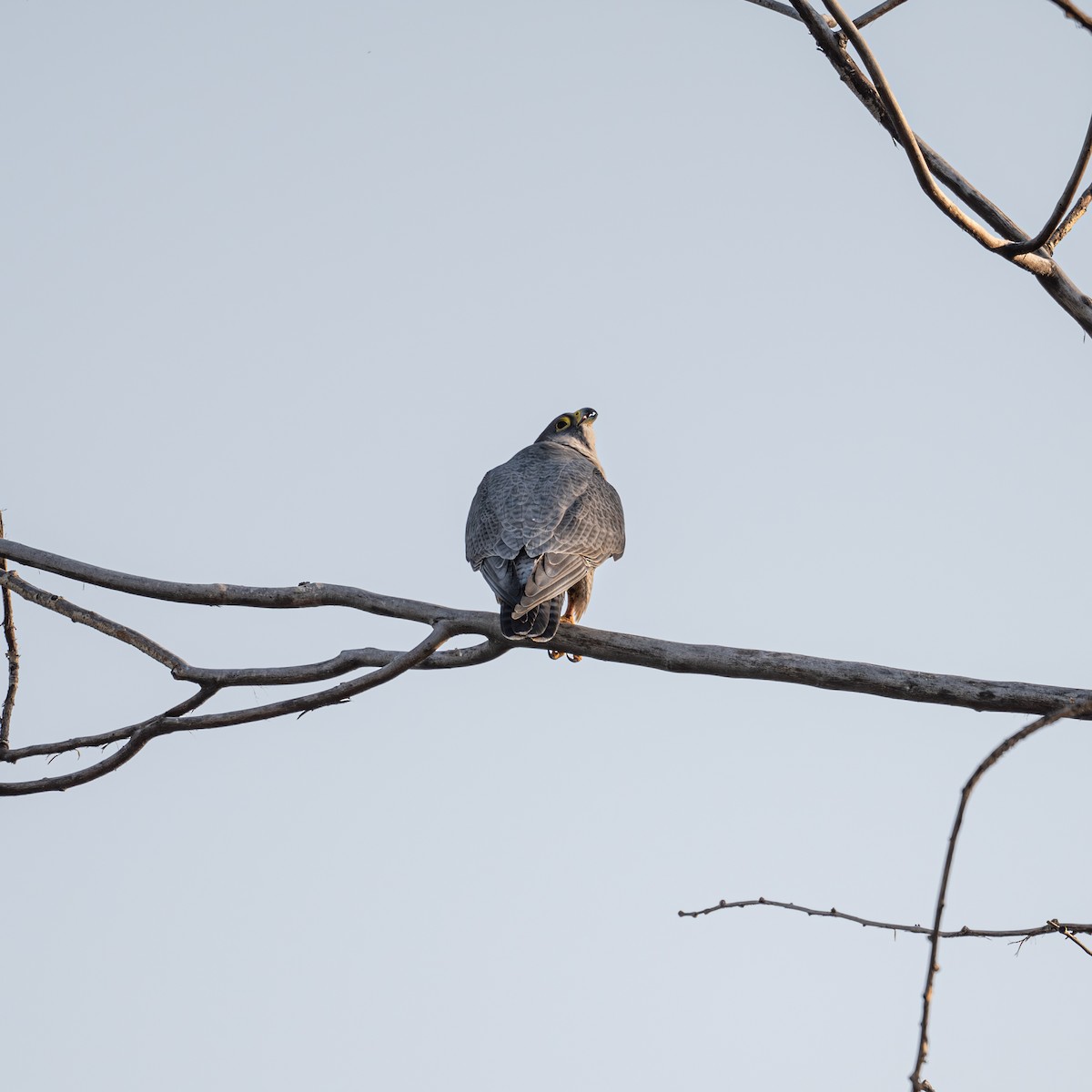 Falco pellegrino - ML646339670