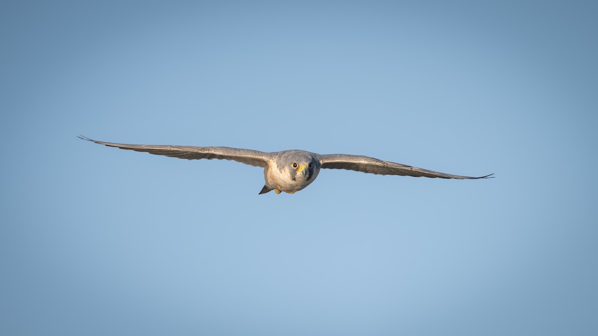 Falco pellegrino - ML646339671