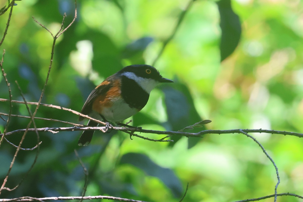Cape Batis (Cape) - ML646339673