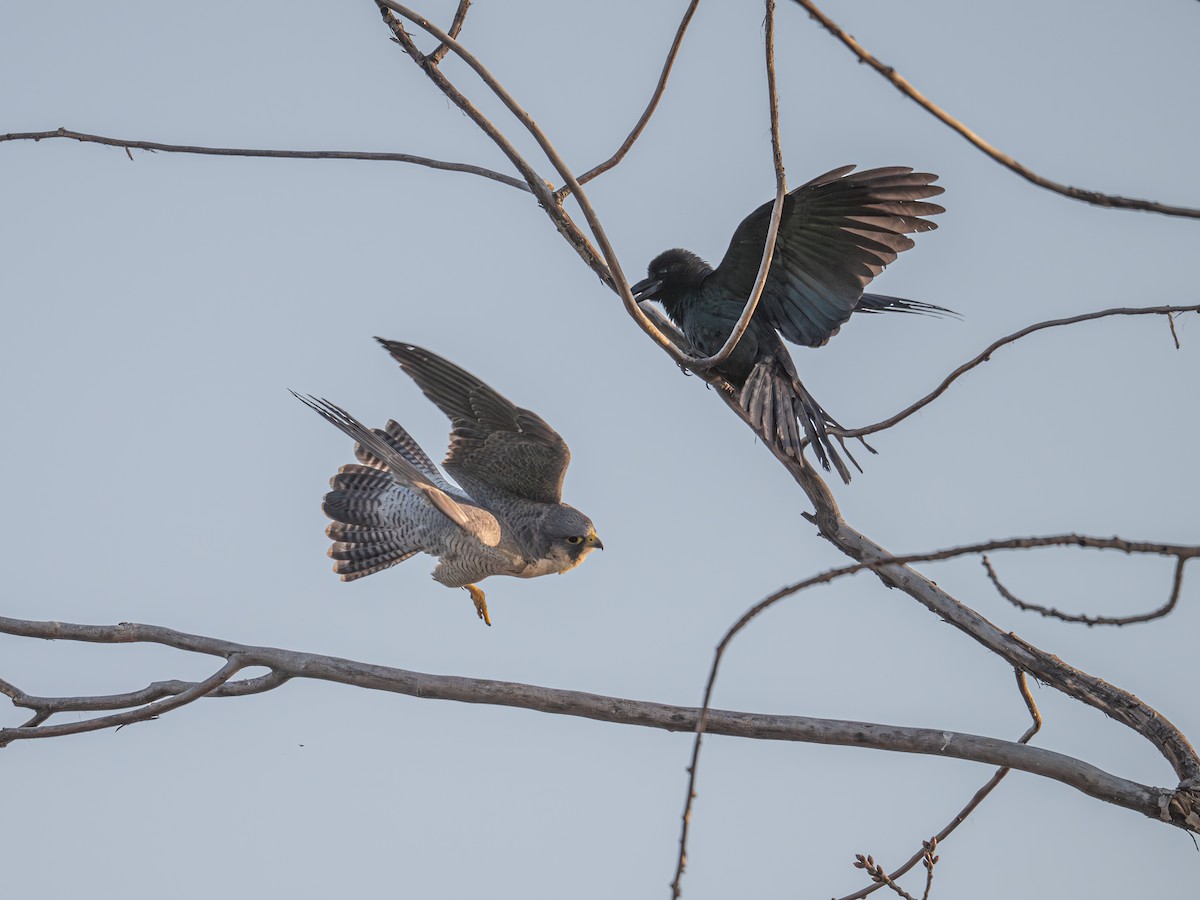 Large-billed Crow - ML646339674