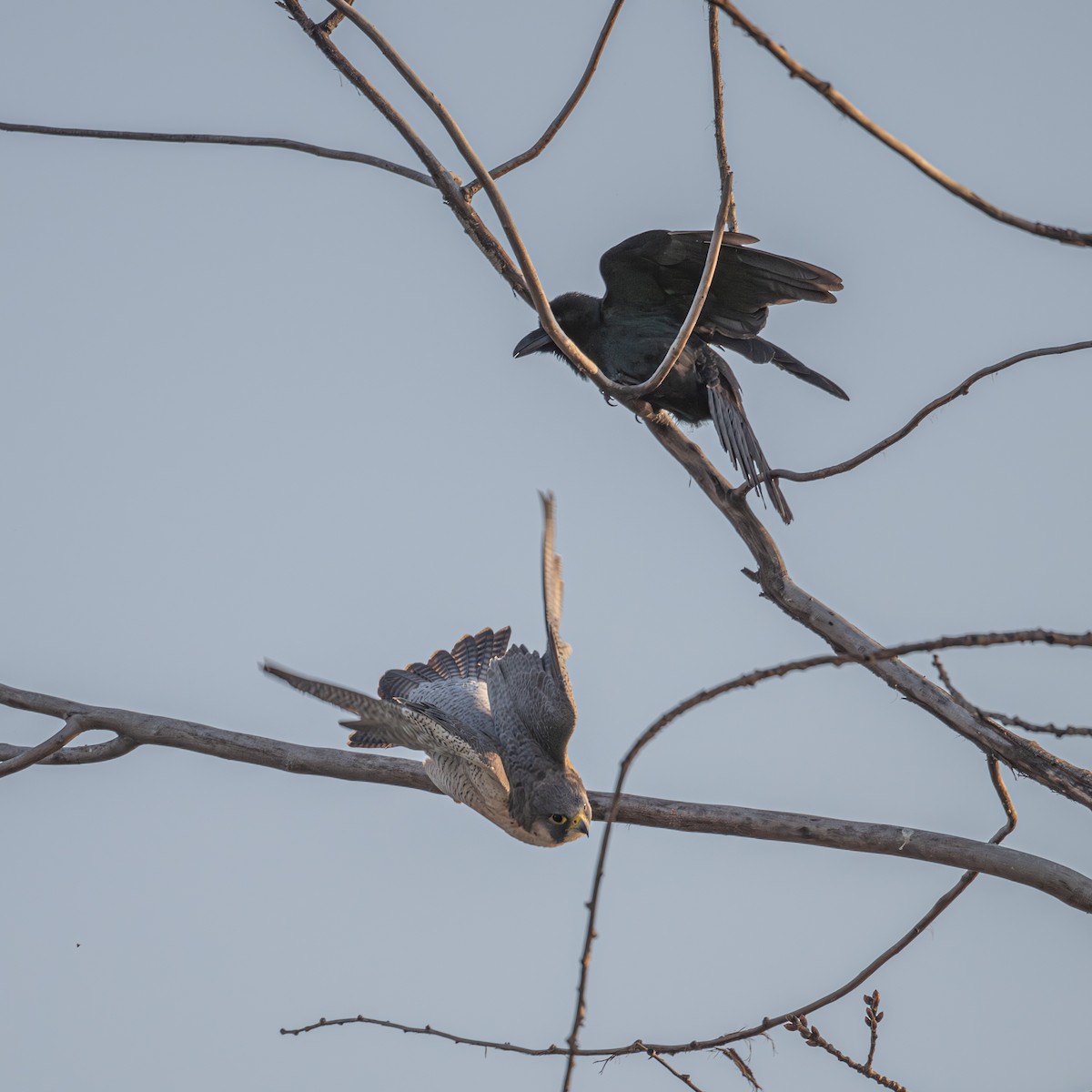 Large-billed Crow - ML646339675