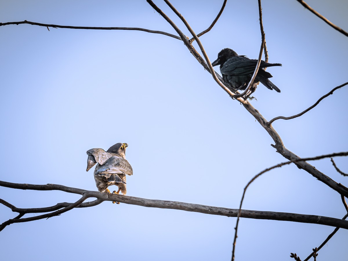 Large-billed Crow - ML646339676