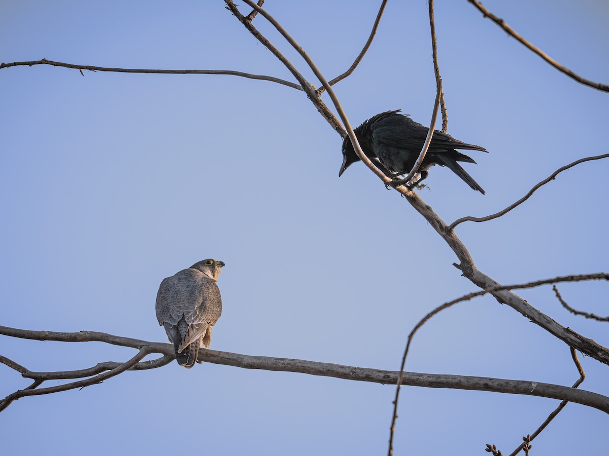 Large-billed Crow - ML646339677