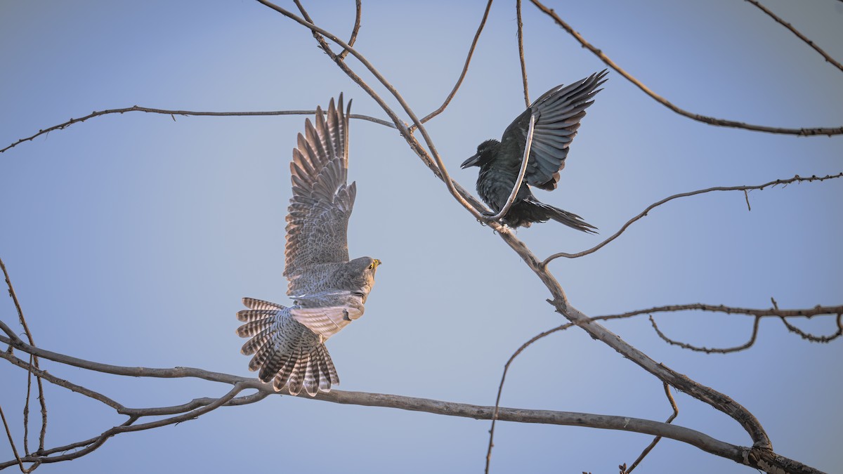 Large-billed Crow - ML646339678
