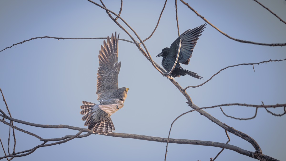 Large-billed Crow - ML646339679