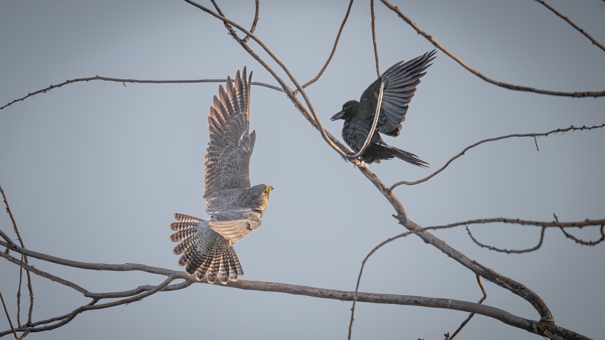 Large-billed Crow - ML646339680