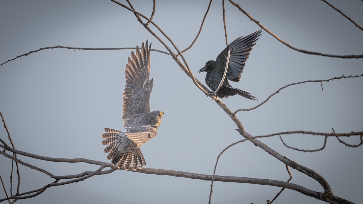 Large-billed Crow - ML646339681