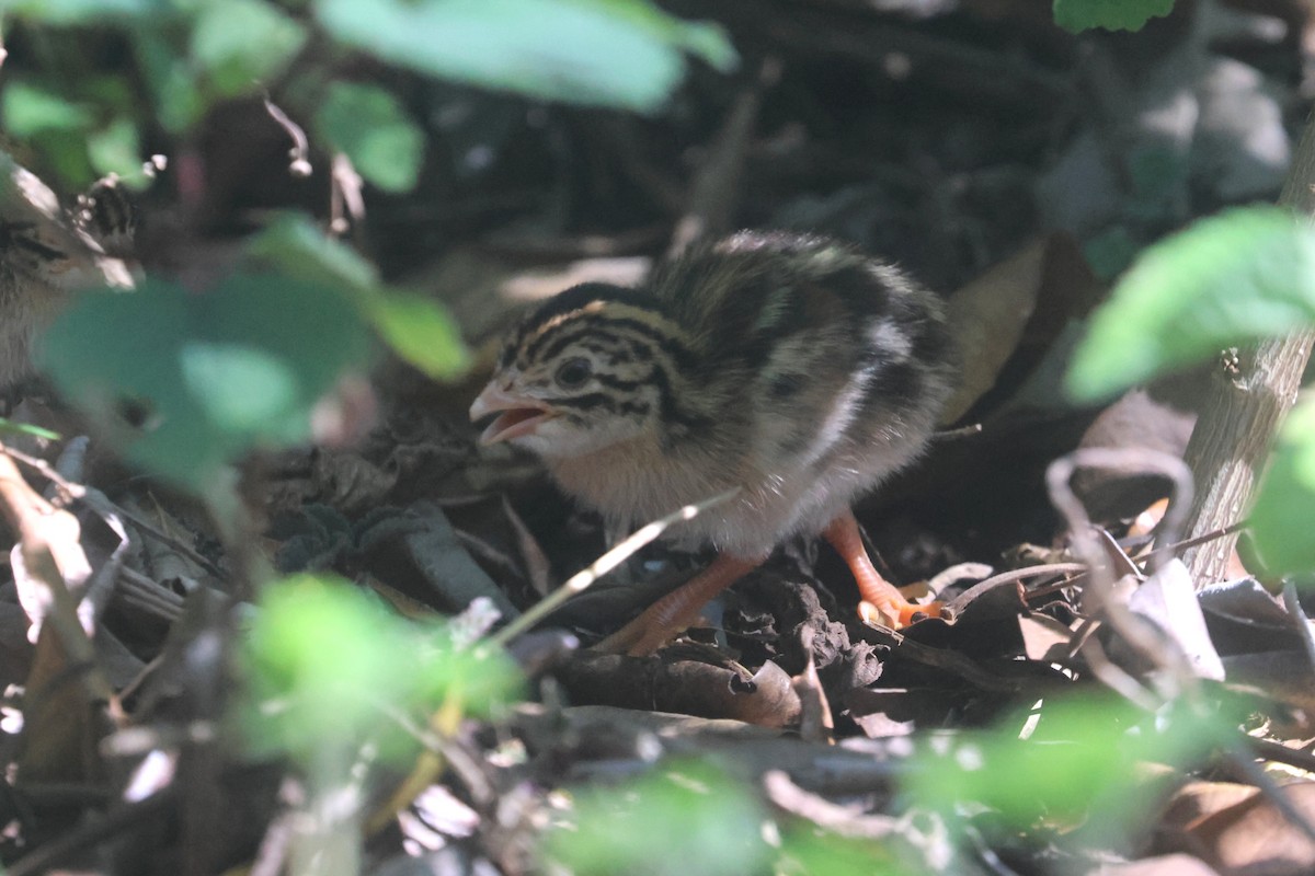 Helmeted Guineafowl (Tufted) - ML646339682