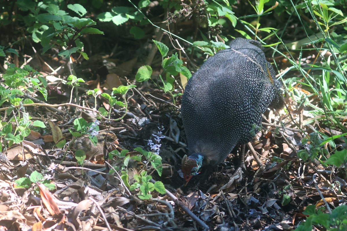 Helmeted Guineafowl (Tufted) - ML646339683