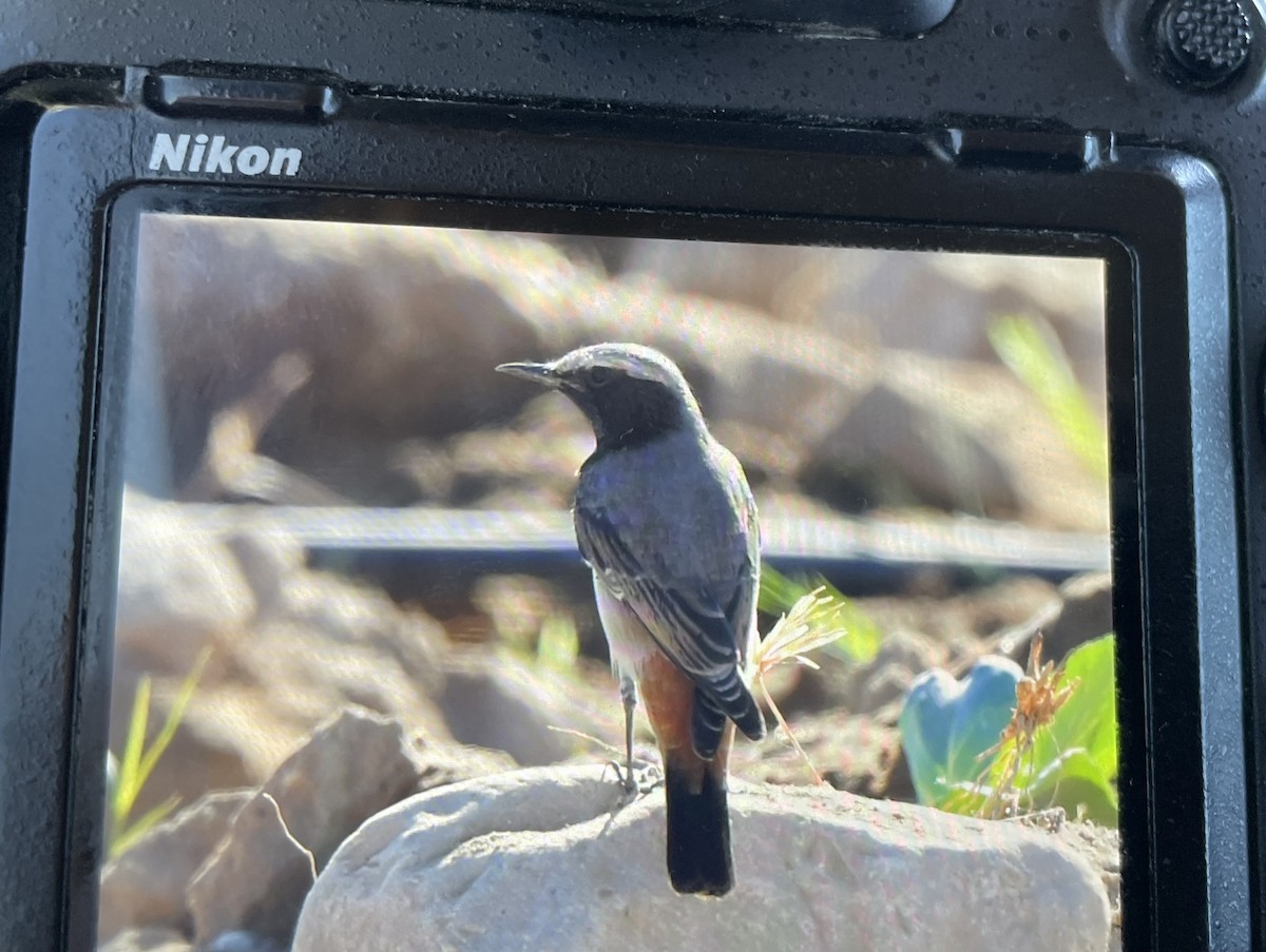 Kurdish Wheatear - ML646339684