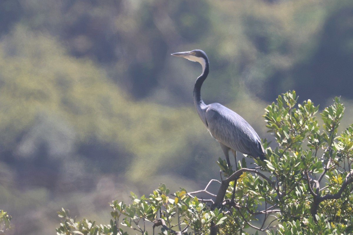 Black-headed Heron - ML646339685